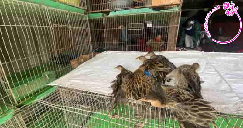 Bài luận thể hiện suy nghĩ về hiện tượng bẫy chim trời hiện nay
