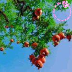 Phân tích bài thơ “Miền Trung” của Hoàng Trần Cương