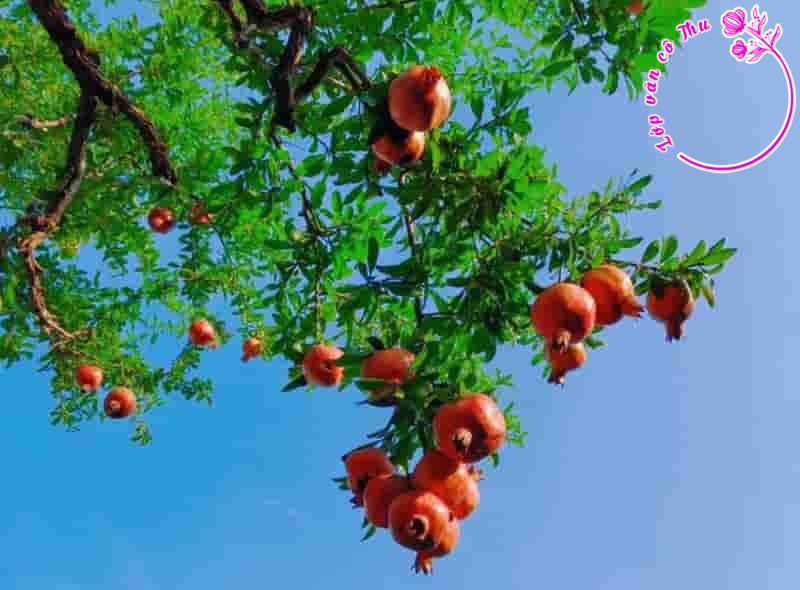 Phân tích bài thơ “Miền Trung” của Hoàng Trần Cương