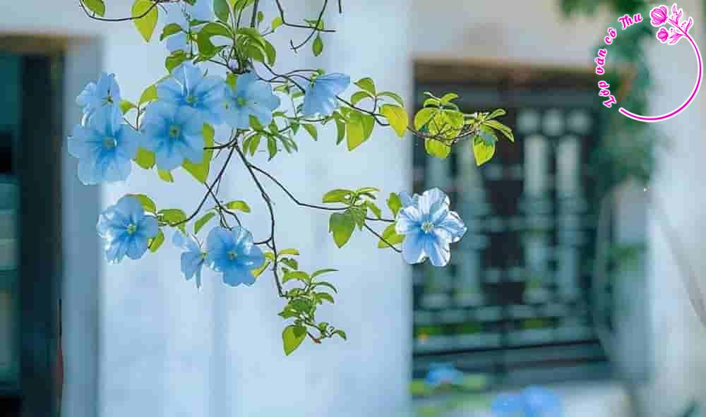 Phân tích bài thơ “Ngưỡng cửa” của nhà thơ Vũ Quần Phương