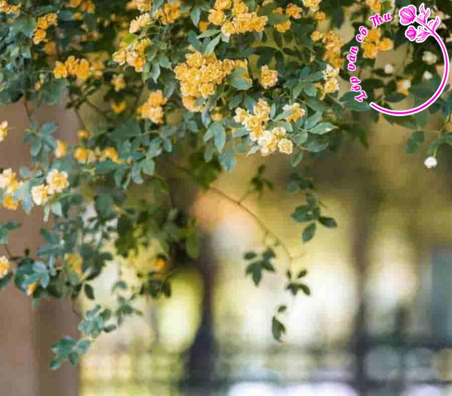 Phân tích, đánh giá chủ đề và những nét đặc sắc về nghệ thuật của bài “ Thơ tình cuối mùa thu” - Xuân Quỳnh