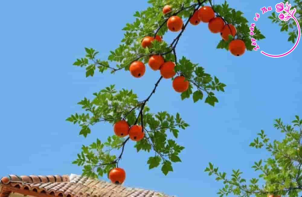 Phân tích truyện ngắn "Ăn trộm tao" của Nguyễn Nhật Ánh - Dàn bài chi tiết