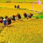 Đoạn văn 200 chữ ghi lại cảm nghĩ về bài thơ "Khúc ru cánh đồng" của Trần Thị Ngọc Mai