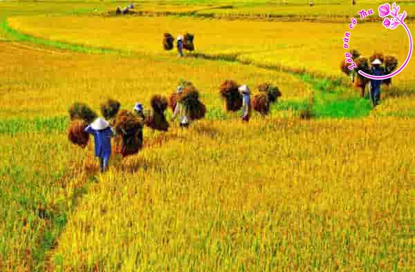 Đoạn văn 200 chữ ghi lại cảm nghĩ về bài thơ "Khúc ru cánh đồng" của Trần Thị Ngọc Mai