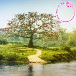 Nhận xét mạch cảm xúc của đoạn trích "Qua sông Thương" của Lưu Quang Vũ (Đoạn văn 200 chữ)