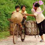 Phân tích đoạn thơ "Trên đời chẳng ai lo cho ta bằng mẹ ..." - Lưu Quang Vũ