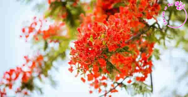 Phân tích nhân vật Chương trong truyện ngắn "Hạ đỏ" của Nguyễn Nhật Ánh