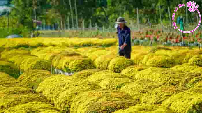 Phân tích truyện ngắn "Hạt gửi mùa sau" của Nguyễn Ngọc Tư