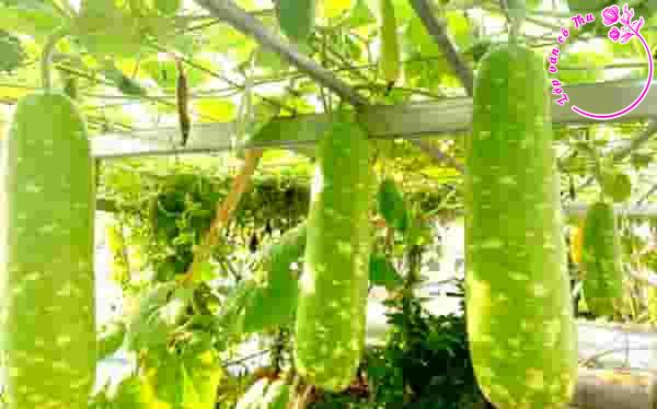 So sánh đánh giá 2 đoạn trích "Ông ngoại" và "Giàn bầu trước ngõ" của Nguyễn Ngọc Tư
